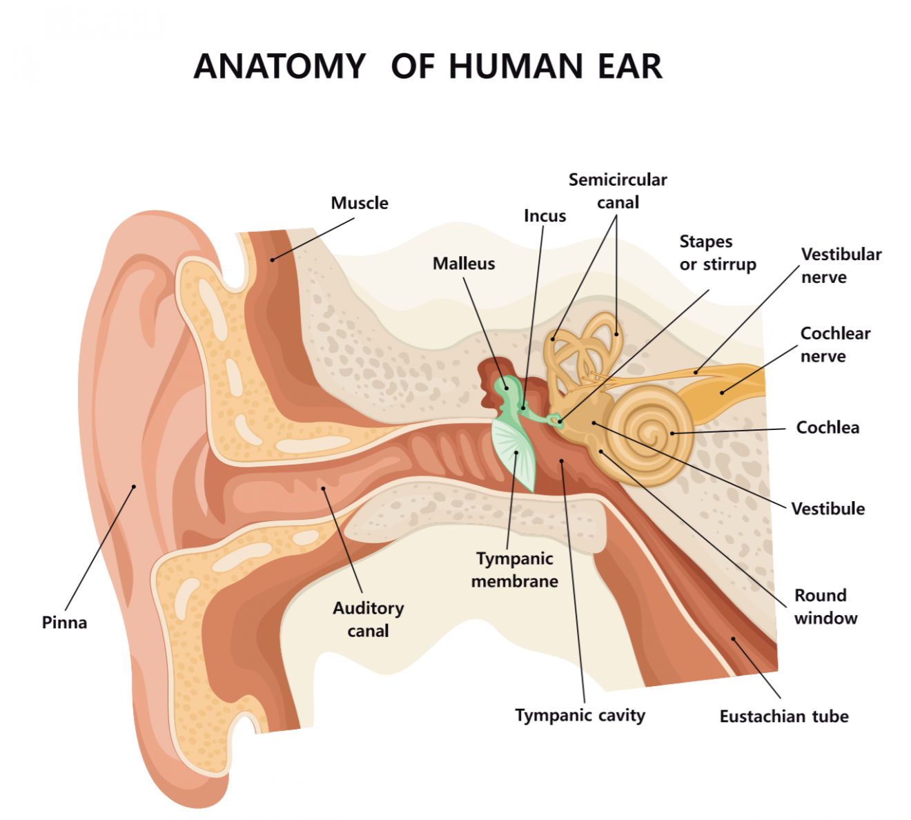 biotech info articles anatomy of human ear ( ) 