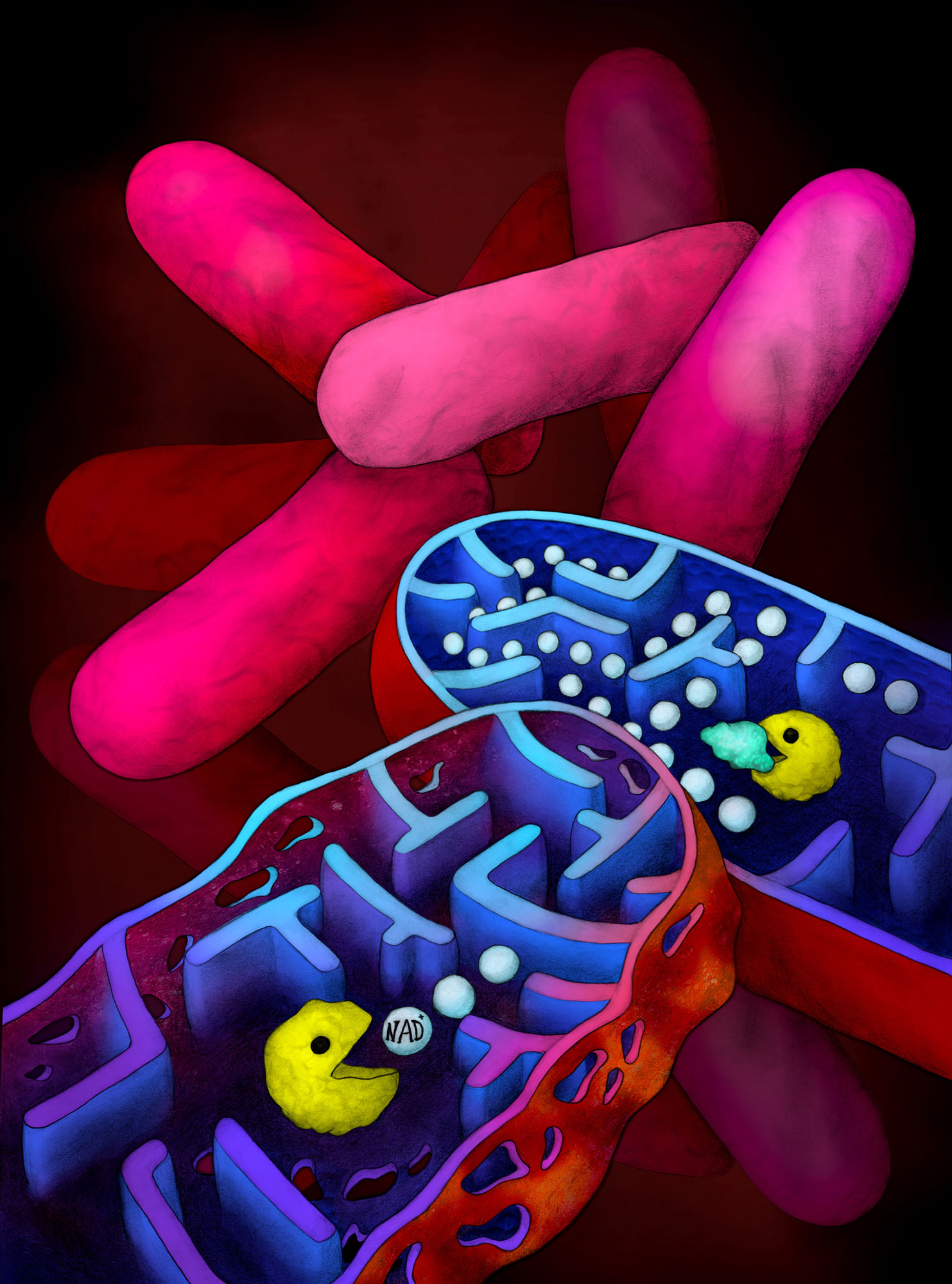 biotech info uncategorized molecularcell wilmanns toxin antitoxin system 